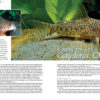 AMAZONAS Nov/Dec 2021: Keen on Corys - Image 2