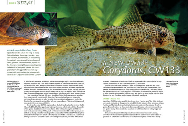 AMAZONAS Nov/Dec 2021: Keen on Corys - Image 2