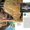 AMAZONAS Nov/Dec 2021: Keen on Corys - Image 3