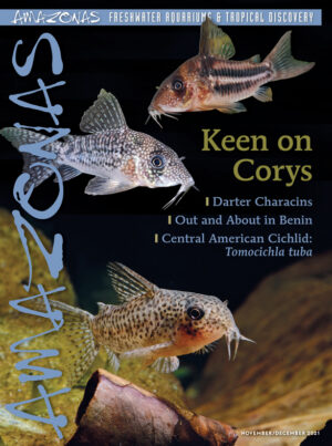 AMAZONAS Nov/Dec 2021: Keen on Corys