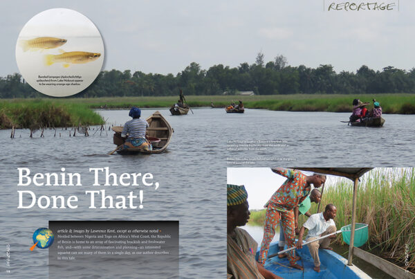 AMAZONAS Nov/Dec 2021: Keen on Corys - Image 5