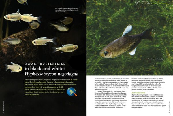 AMAZONAS Nov/Dec 2021: Keen on Corys - Image 6