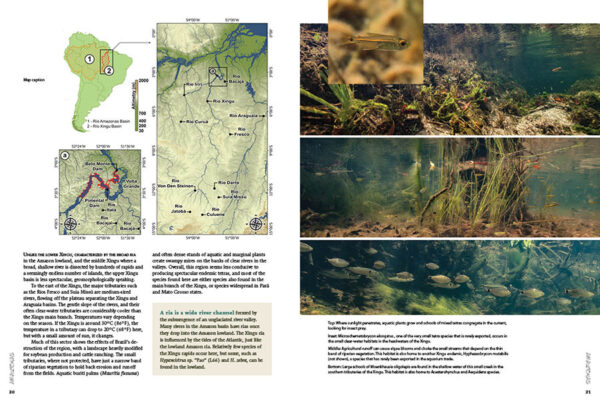 AMAZONAS Special Edition 1: Characins—New Brazilian Tetras - Image 8