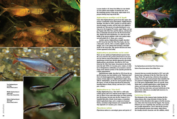 AMAZONAS Special Edition 1: Characins—New Brazilian Tetras - Image 3