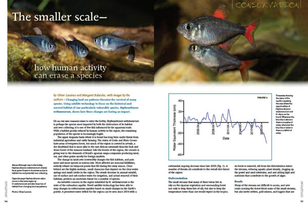 AMAZONAS Special Edition 1: Characins—New Brazilian Tetras - Image 5
