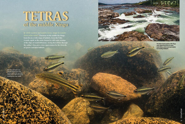 AMAZONAS Special Edition 1: Characins—New Brazilian Tetras - Image 2