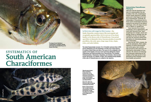 AMAZONAS Special Edition 1: Characins—New Brazilian Tetras - Image 6