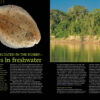 AMAZONAS Jan/Feb 2022: Freshwater Flatfishes - Image 5