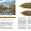 AMAZONAS Jan/Feb 2022: Freshwater Flatfishes - Image 6