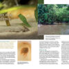 AMAZONAS Jan/Feb 2022: Freshwater Flatfishes - Image 4