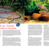 AMAZONAS Jan/Feb 2022: Freshwater Flatfishes - Image 2