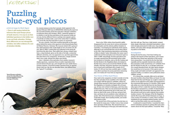 AMAZONAS Jan/Feb 2022: Freshwater Flatfishes - Image 3