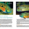 AMAZONAS Mar/Apr 2022: Goodeids of North America - Image 6