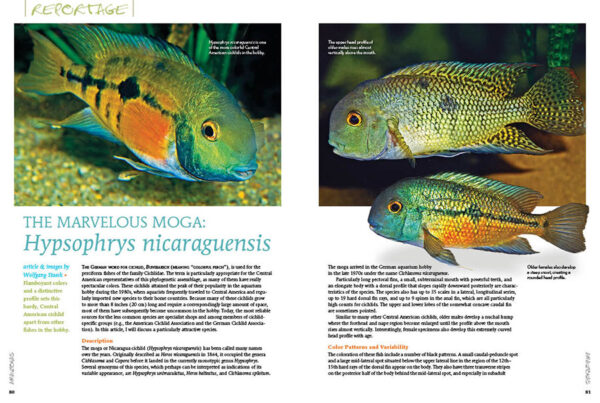AMAZONAS Mar/Apr 2022: Goodeids of North America - Image 6