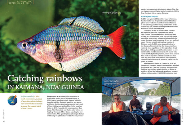 AMAZONAS Jul/Aug 2022: Rainbowfishes - Image 3