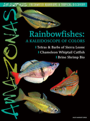 AMAZONAS Jul/Aug 2022: Rainbowfishes