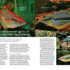 AMAZONAS Jul/Aug 2022: Rainbowfishes - Image 5