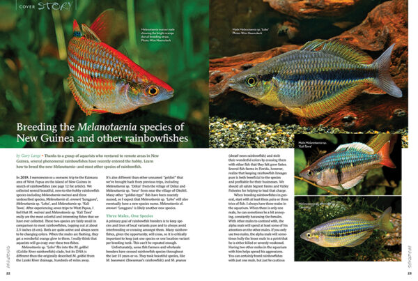 AMAZONAS Jul/Aug 2022: Rainbowfishes - Image 5