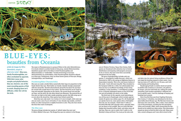AMAZONAS Jul/Aug 2022: Rainbowfishes - Image 4