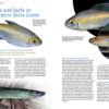 AMAZONAS Jul/Aug 2022: Rainbowfishes - Image 2