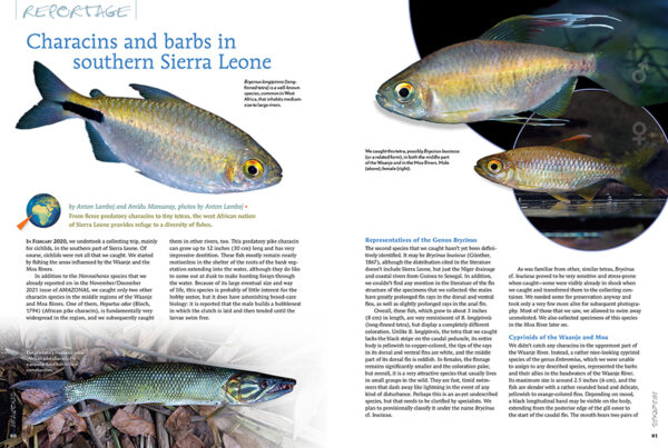 AMAZONAS Jul/Aug 2022: Rainbowfishes - Image 2