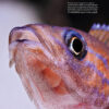 AMAZONAS Jul/Aug 2022: Rainbowfishes - Image 6