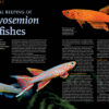 AMAZONAS Jan/Feb 2023: Killifish Craze - Image 2