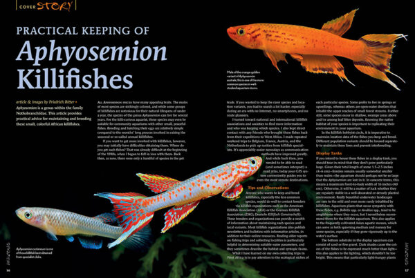 AMAZONAS Jan/Feb 2023: Killifish Craze - Image 2