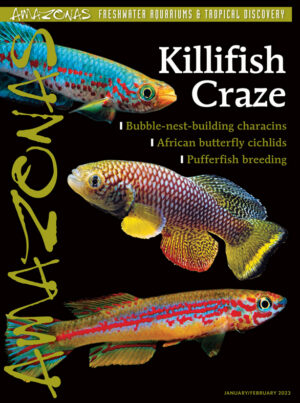AMAZONAS Jan/Feb 2023: Killifish Craze