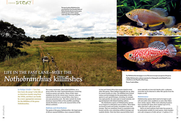 AMAZONAS Jan/Feb 2023: Killifish Craze - Image 3