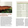 AMAZONAS Jan/Feb 2023: Killifish Craze - Image 4