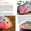 AMAZONAS Jan/Feb 2023: Killifish Craze - Image 6