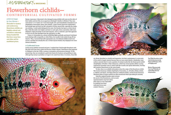 AMAZONAS Jan/Feb 2023: Killifish Craze - Image 6