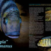AMAZONAS Mar/Apr 2023: XL West African Cichlids - Image 2