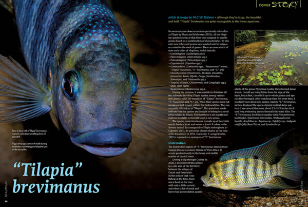 AMAZONAS Mar/Apr 2023: XL West African Cichlids - Image 2