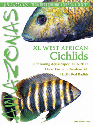 AMAZONAS Mar/Apr 2023: XL West African Cichlids