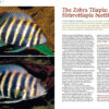 AMAZONAS Mar/Apr 2023: XL West African Cichlids - Image 3
