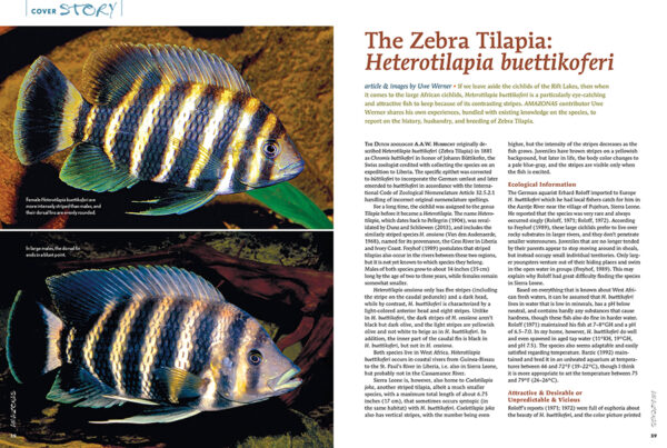 AMAZONAS Mar/Apr 2023: XL West African Cichlids - Image 3
