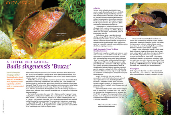 AMAZONAS Mar/Apr 2023: XL West African Cichlids - Image 5