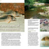 AMAZONAS Jul/Aug 2023: Fishes of French Guiana - Image 3