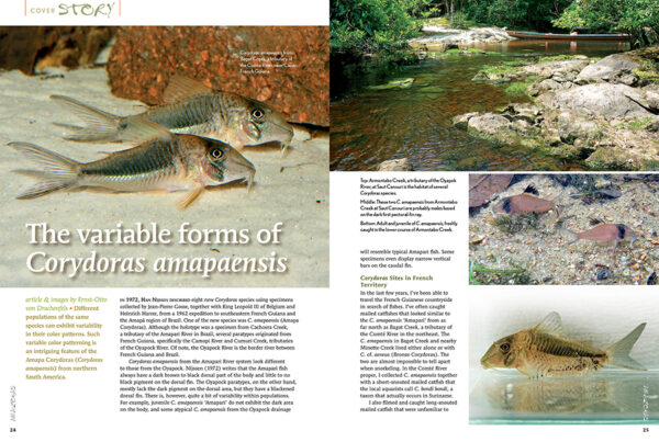 AMAZONAS Jul/Aug 2023: Fishes of French Guiana - Image 3