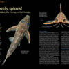 AMAZONAS Jul/Aug 2023: Fishes of French Guiana - Image 4
