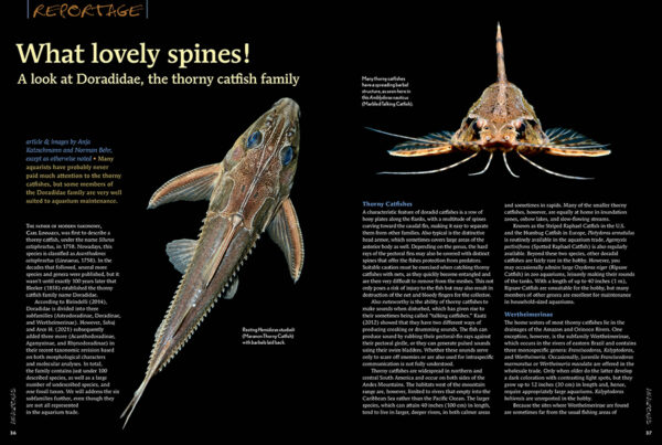 AMAZONAS Jul/Aug 2023: Fishes of French Guiana - Image 4