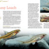 AMAZONAS Jul/Aug 2023: Fishes of French Guiana - Image 6