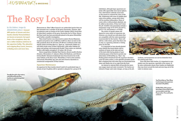 AMAZONAS Jul/Aug 2023: Fishes of French Guiana - Image 6