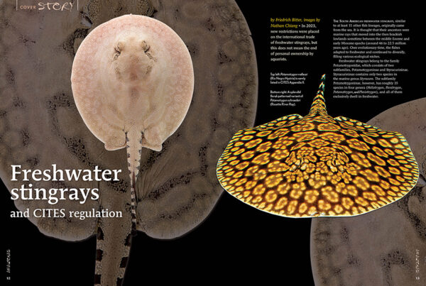 AMAZONAS Sept/Oct 2023: Freshwater Stingrays - Image 2
