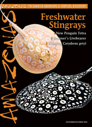 AMAZONAS Sept/Oct 2023: Freshwater Stingrays
