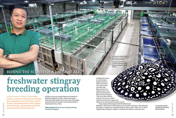 AMAZONAS Sept/Oct 2023: Freshwater Stingrays - Image 3