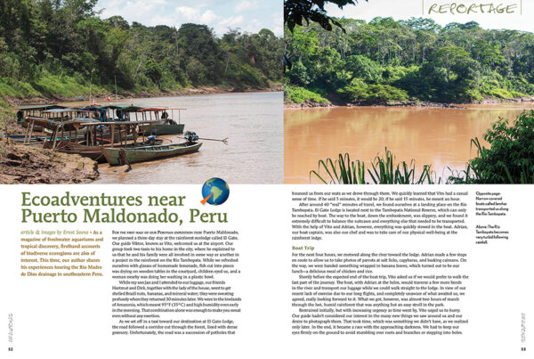 AMAZONAS Sept/Oct 2023: Freshwater Stingrays - Image 4