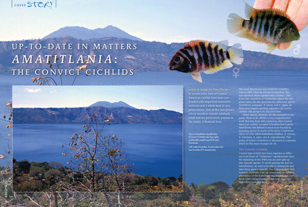 AMAZONAS Nov/Dec 2023: SMALL AND MIGHTY: the Amatitlania cichlids - Image 2